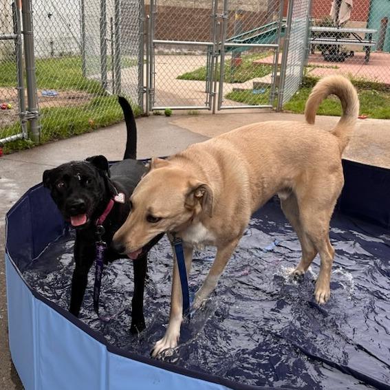 Dude $399-in foster - See my Video!, Adoptable, Adult Male Labrador Retriever & Mixed Breed.