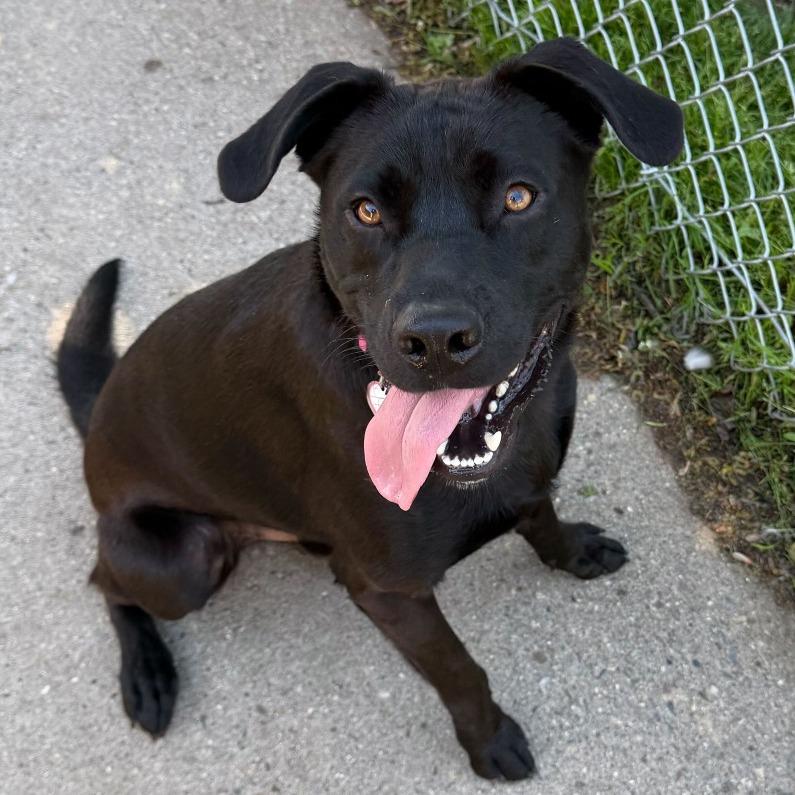 Enlarge Dude $399-in foster - See my Video!, a Adoptable mixed breed in Springfield, MA image 2/5