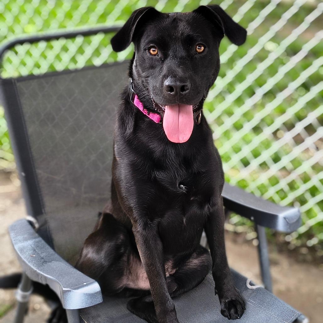Enlarge Dude $399-in foster - See my Video!, a Adoptable mixed breed in Springfield, MA image 3/5