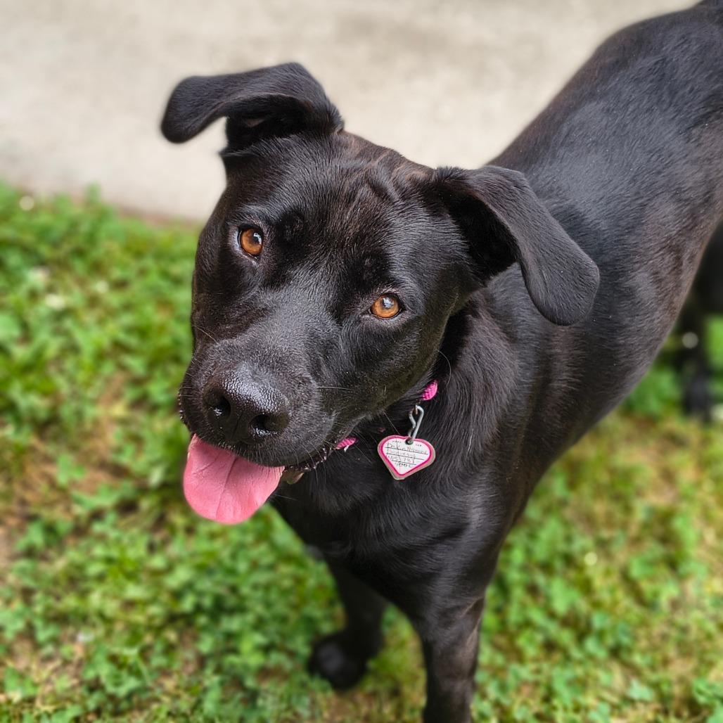 Enlarge Dude $399-in foster - See my Video!, a Adoptable mixed breed in Springfield, MA image 4/5
