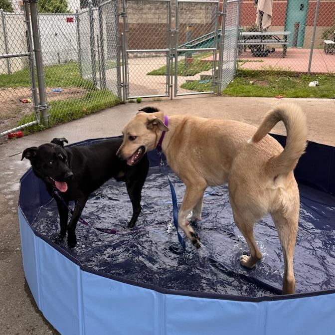 Enlarge Dude $399-in foster - See my Video!, a Adoptable mixed breed in Springfield, MA image 5/5