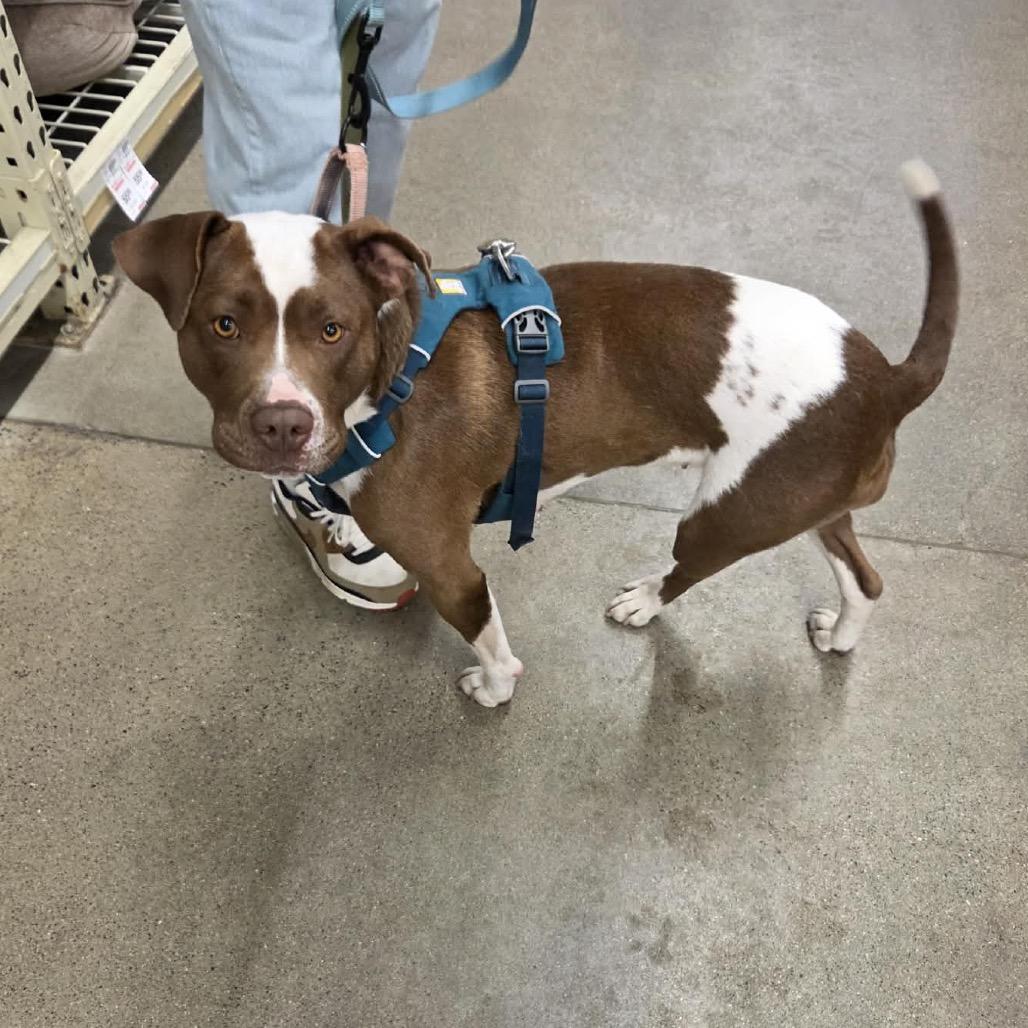 Enlarge Jillian, a Adoptable mixed breed in Buffalo, MN image 1/6