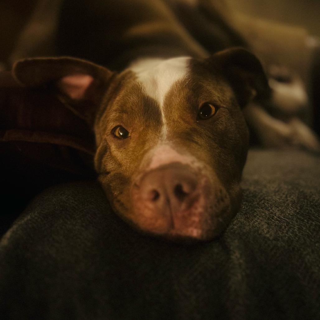 Enlarge Jillian, a Adoptable mixed breed in Buffalo, MN image 2/6