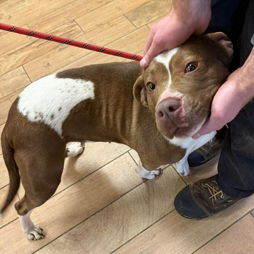 Jillian, Adoptable, Adult Female Mixed Breed.