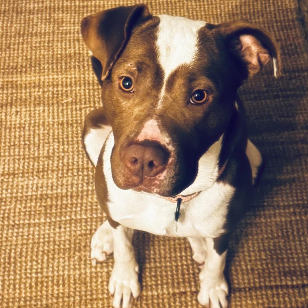 Enlarge Jillian, a Adoptable mixed breed in Buffalo, MN image 5/6
