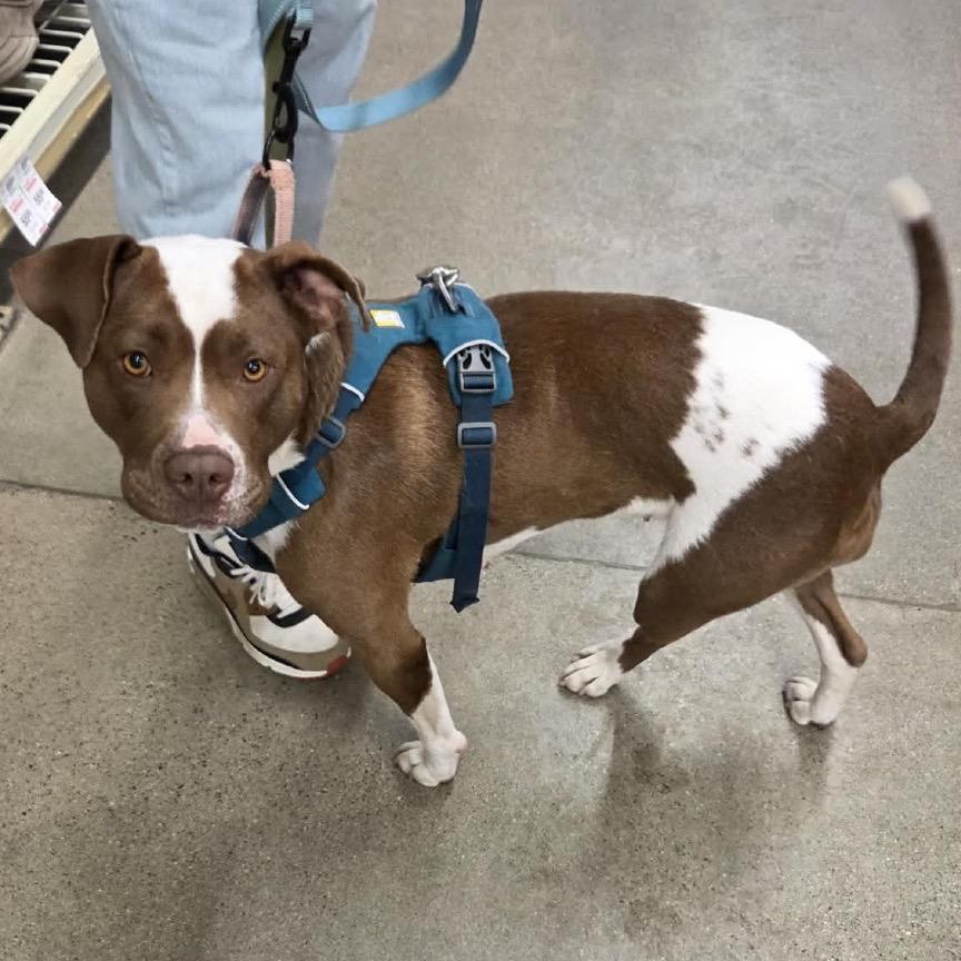 Enlarge Jillian, a Adoptable mixed breed in Buffalo, MN image 2/6
