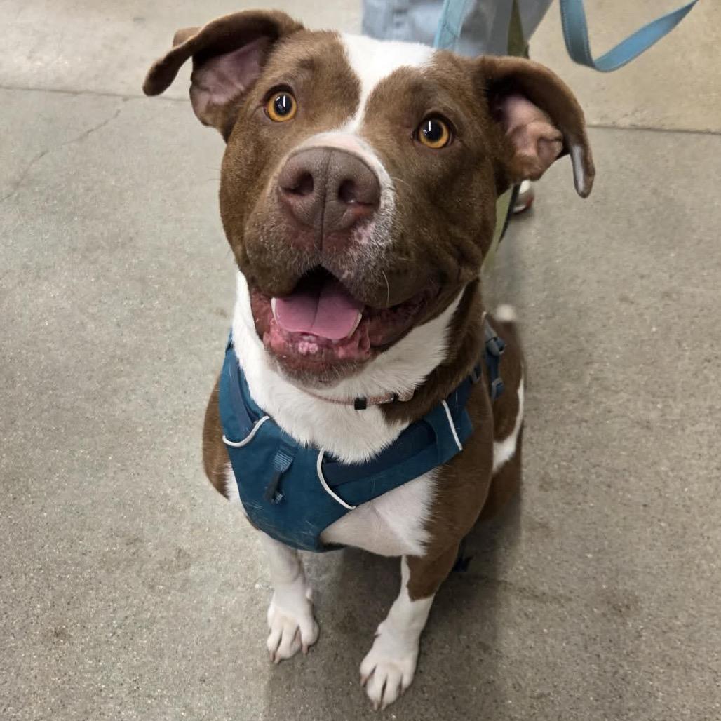 Jillian, Adoptable, Young Female Pit Bull Terrier.