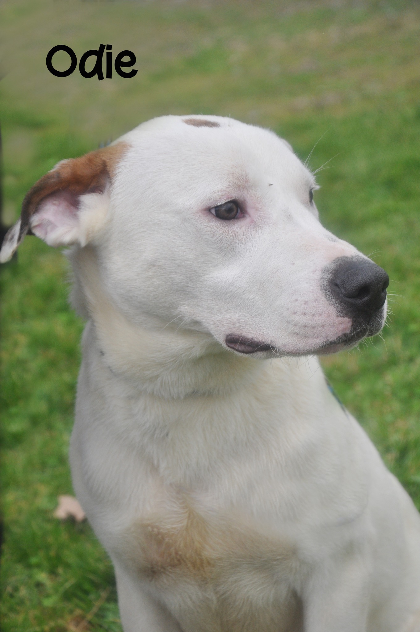 Odie, Adopted, Adult Male Mixed Breed & Labrador Retriever.