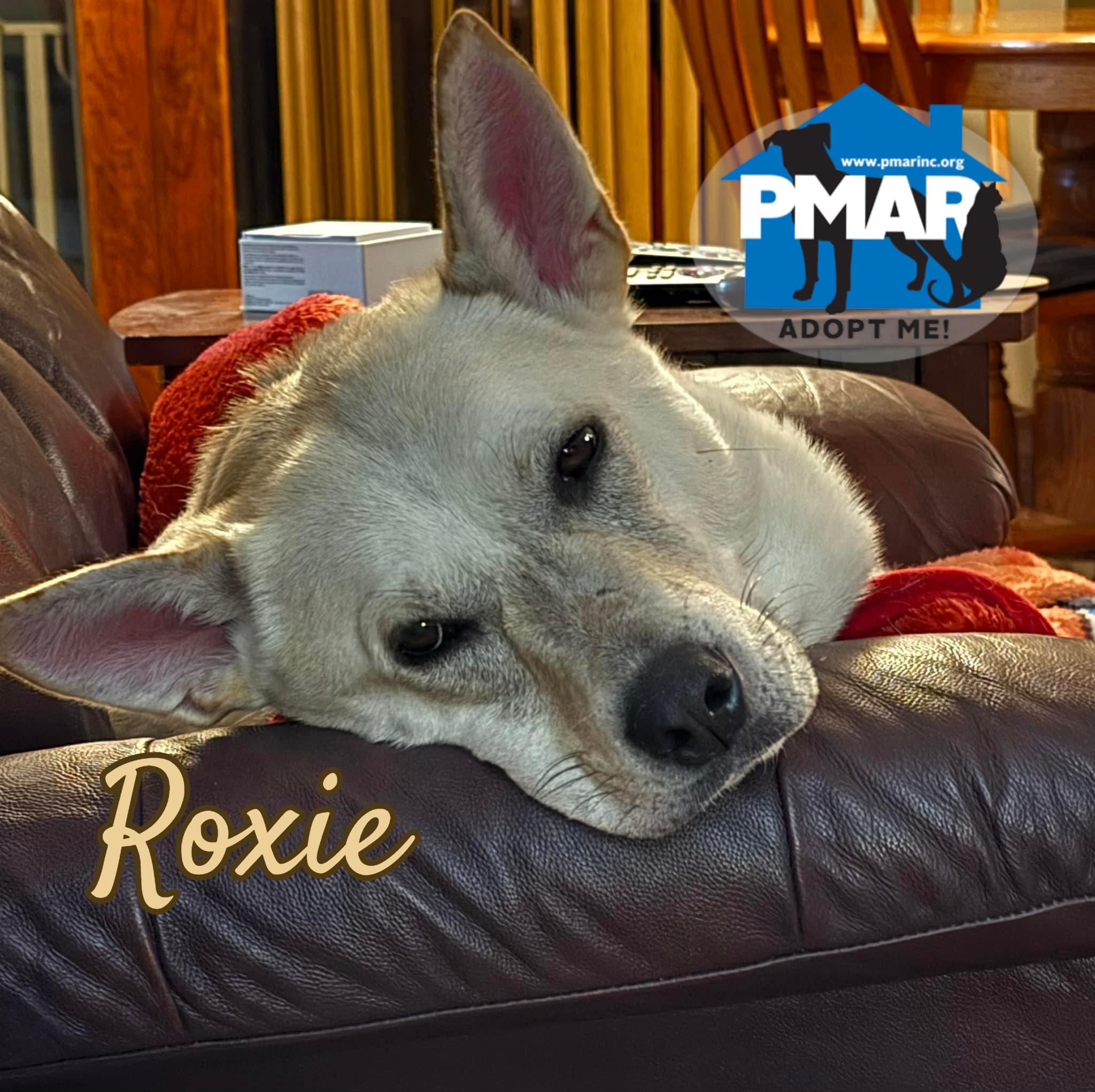 Enlarge Roxie, a Adoptable mixed breed in Masonville, NY image 3/6