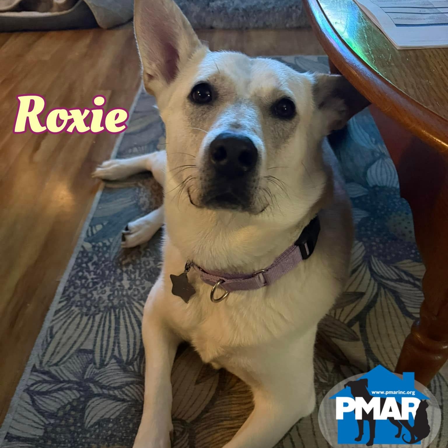 Roxie, Adoptable, Adult Female Husky.
