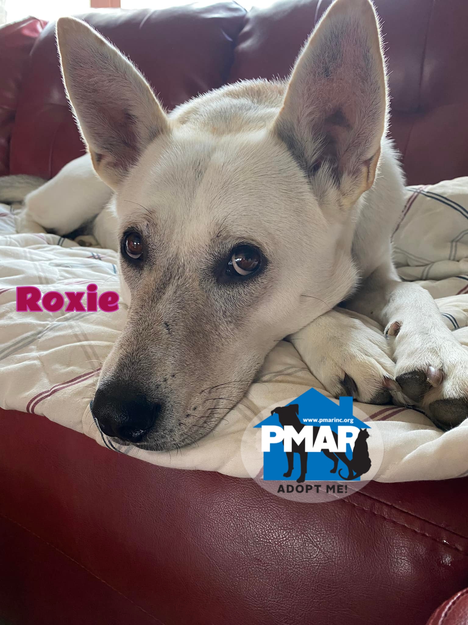 Enlarge Roxie, a Adoptable mixed breed in Masonville, NY image 5/6