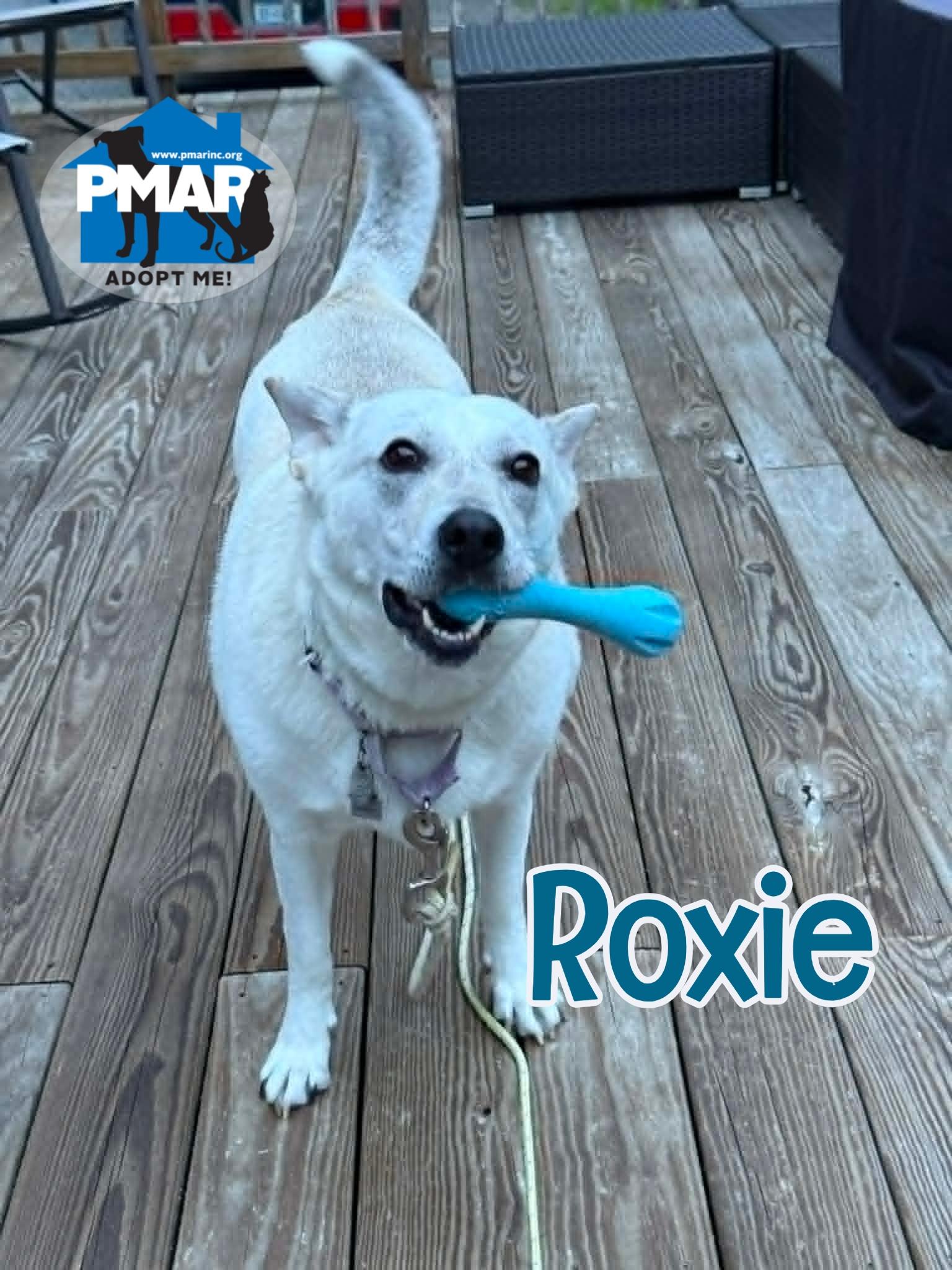 Roxie, a Adoptable mixed breed in Masonville, NY image 1/6