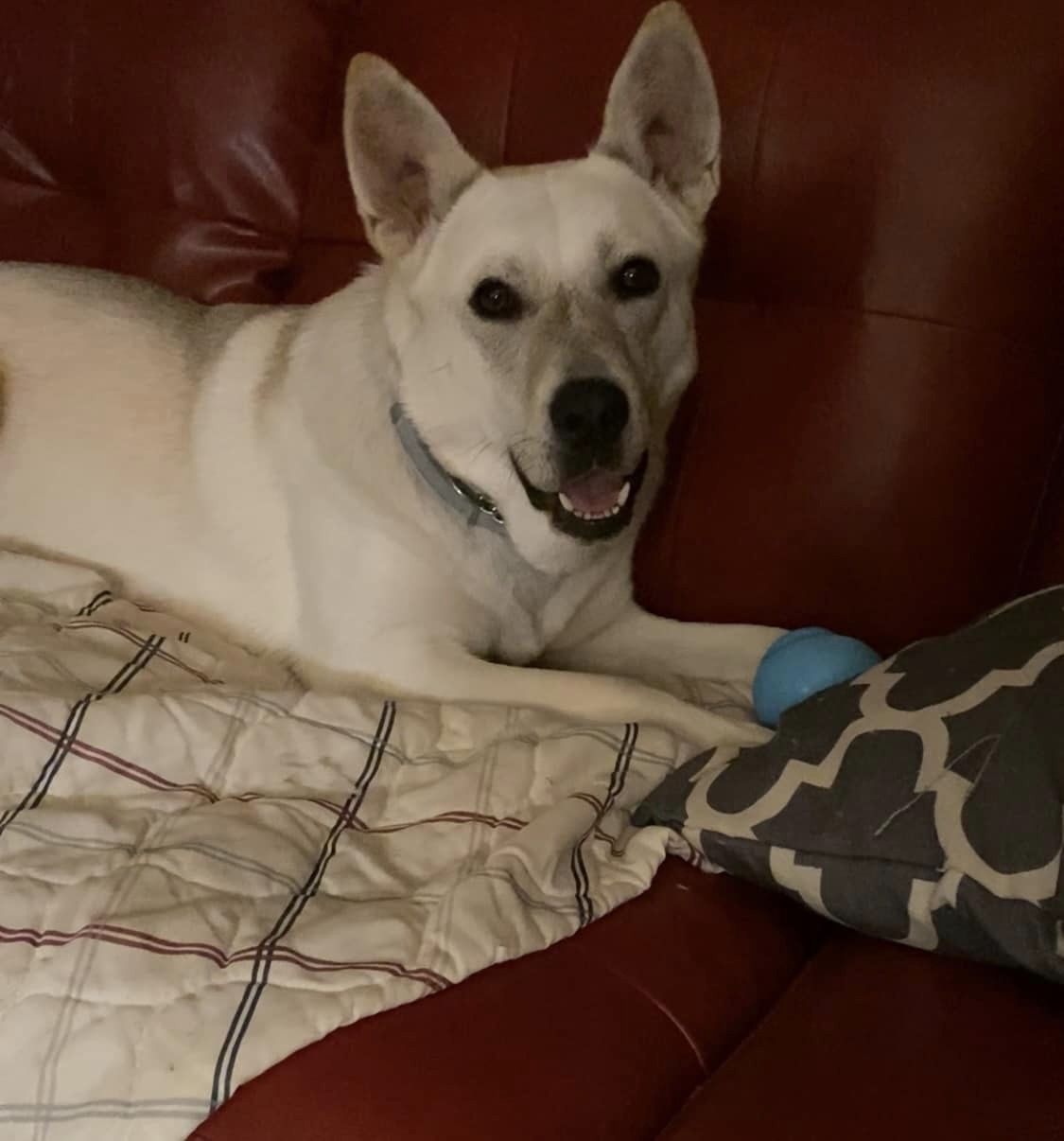 Enlarge Roxie, a Adoptable mixed breed in Masonville, NY image 6/6