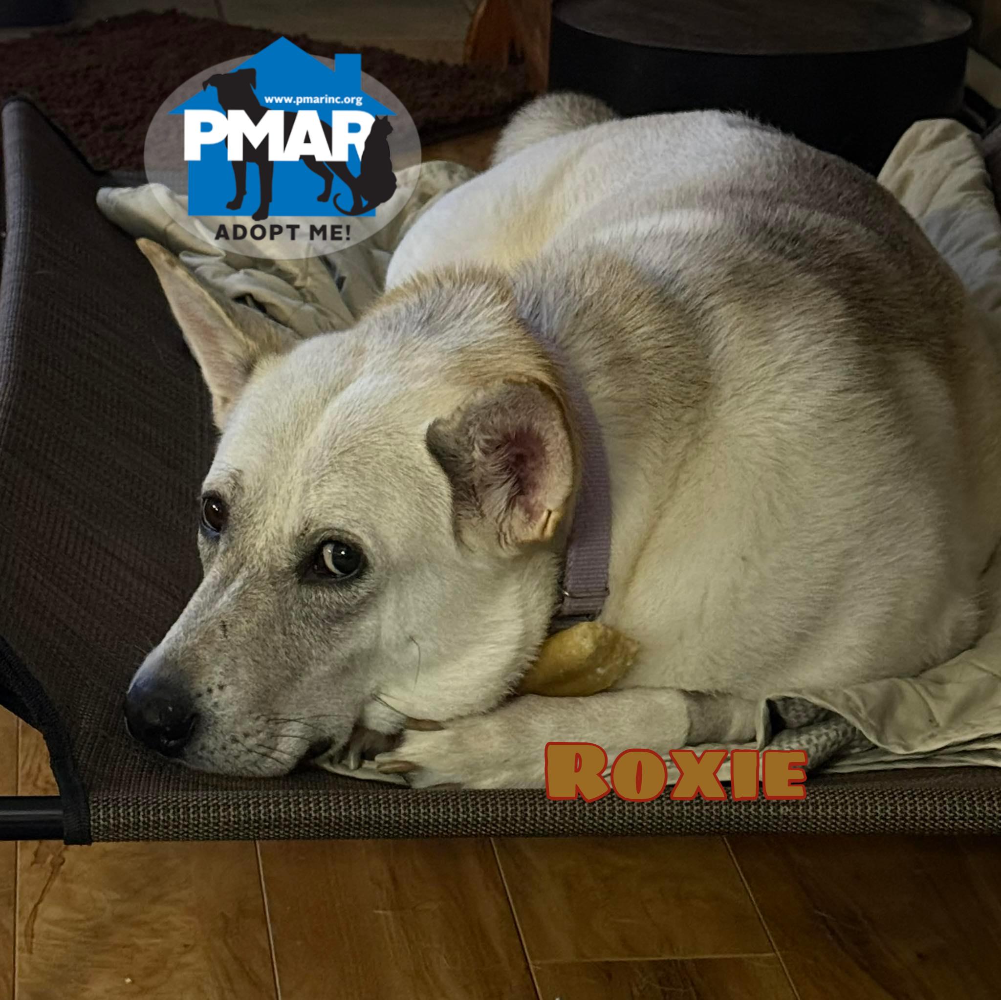 Roxie, Adoptable, Adult Female Husky.