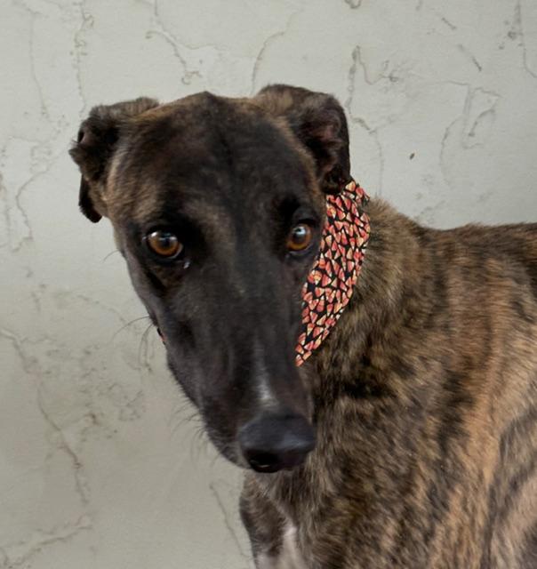 Brew, Adoptable, Adult Male Greyhound.