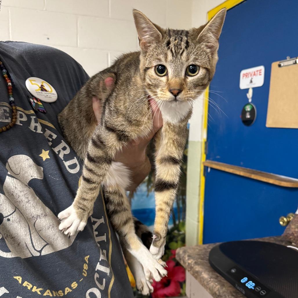 Patsy, Adoptable, Young Female Domestic Short Hair.