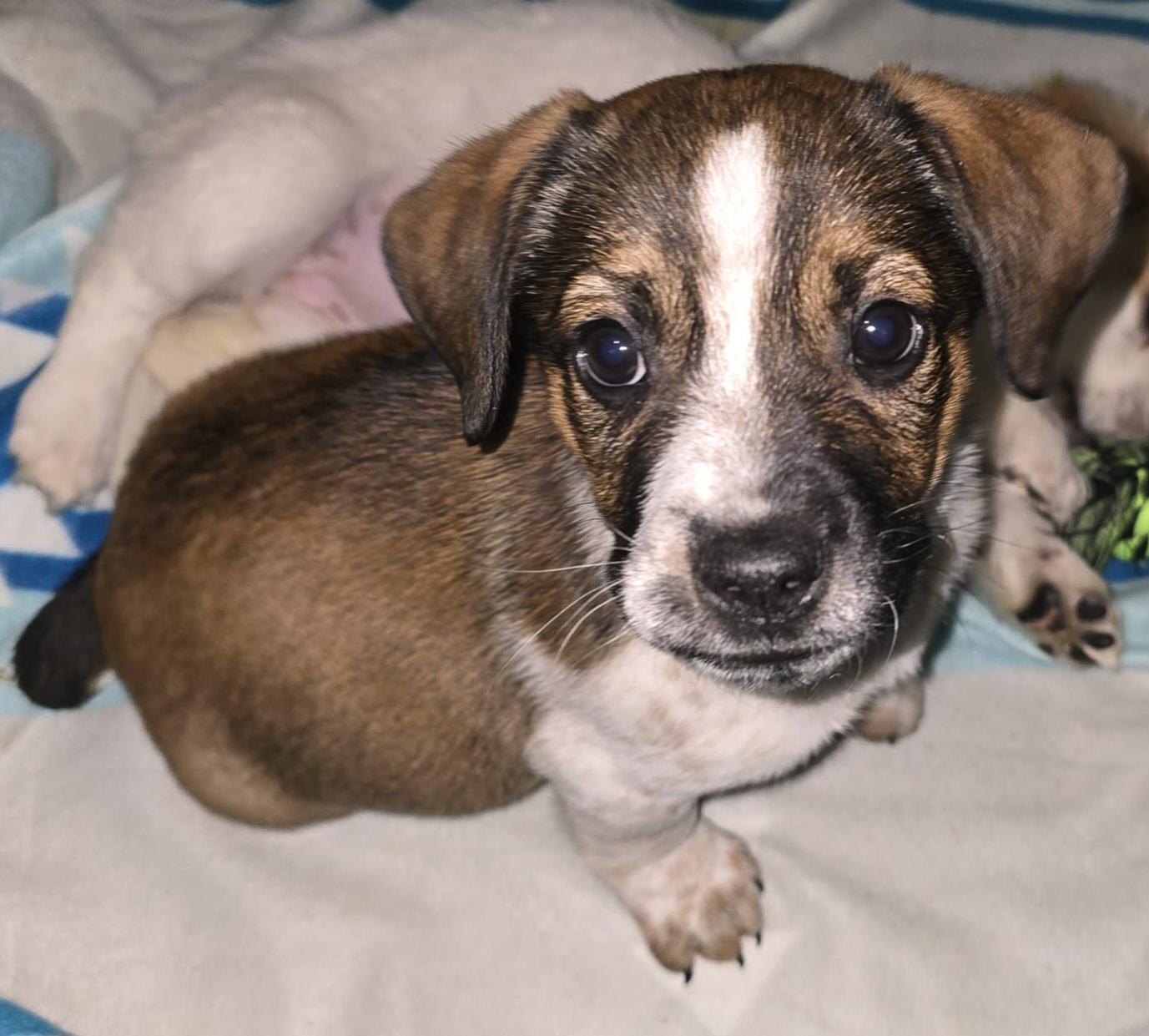 Nemo, ADOPTABLE, Puppy Male Labrador Retriever.
