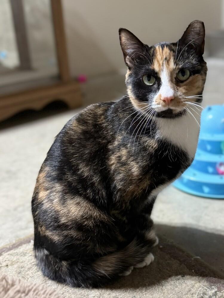 Bella (26-032 C), Adoptable, Adult Female Domestic Short Hair.