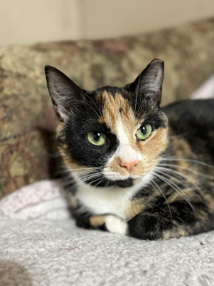 Enlarge Bella (26-032 C), a Adoptable Domestic Short Hair in Lansing, MI image 2/5