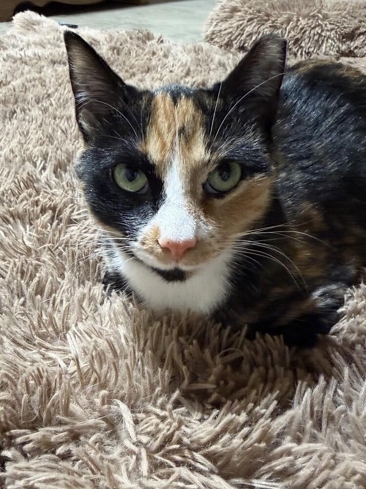 Enlarge Bella (26-032 C), a Adoptable Domestic Short Hair in Lansing, MI image 3/5