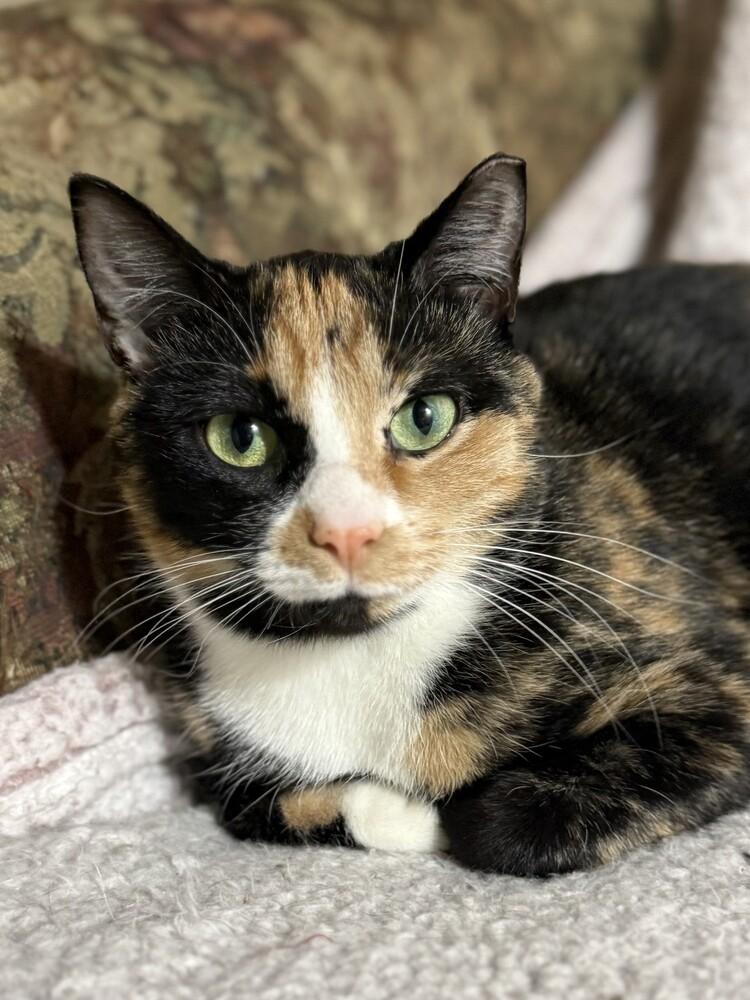 Enlarge Bella (26-032 C), a Adoptable Domestic Short Hair in Lansing, MI image 4/5