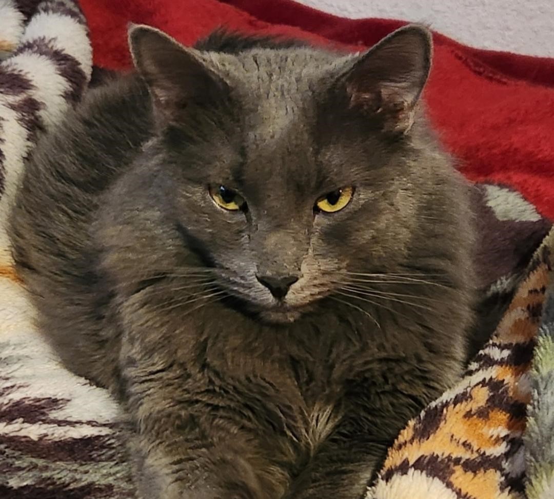 Bradley, a Adoptable mixed breed in Las Cruces, NM image 1/5