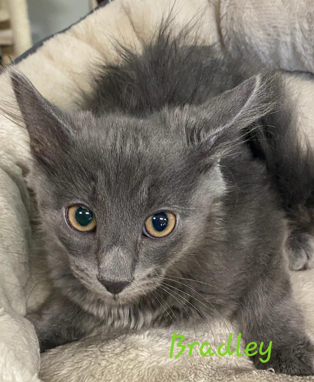 Bradley - Adopted | Petfinder
