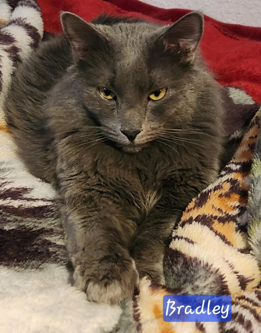 Bradley, a Adoptable mixed breed in Las Cruces, NM image 4/5