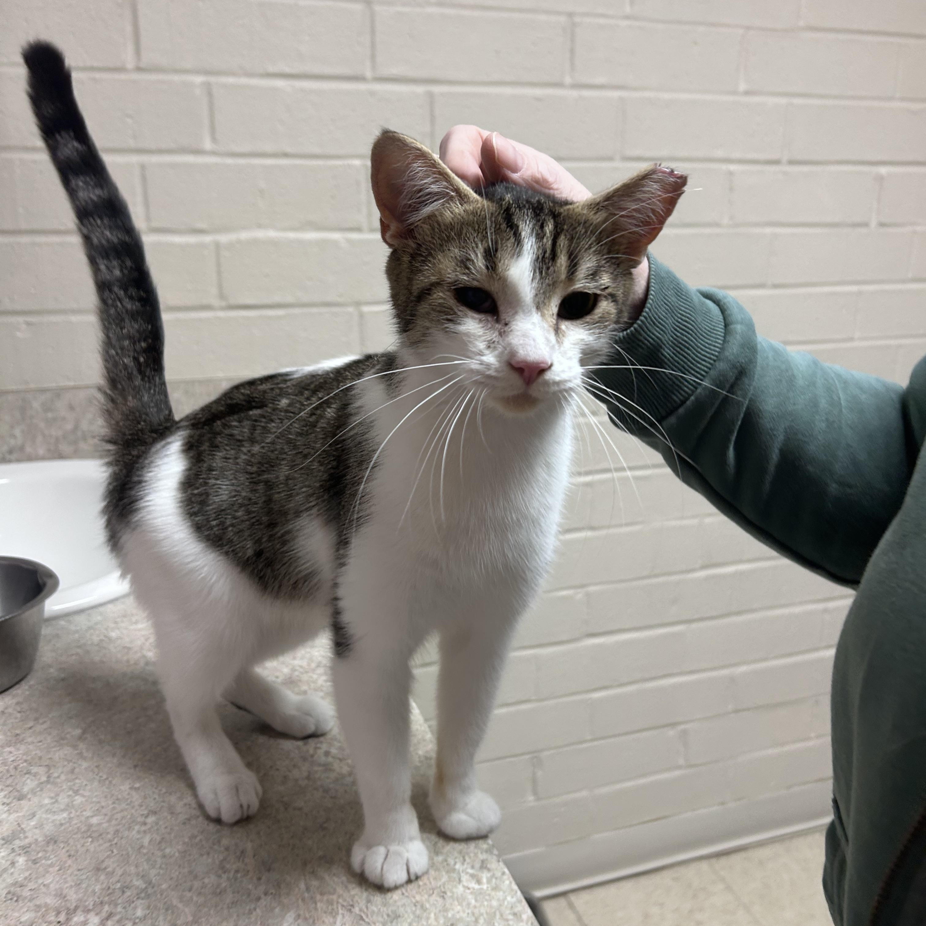 Strawberry, an adopted mixed breed in Greensboro, NC image 2/2