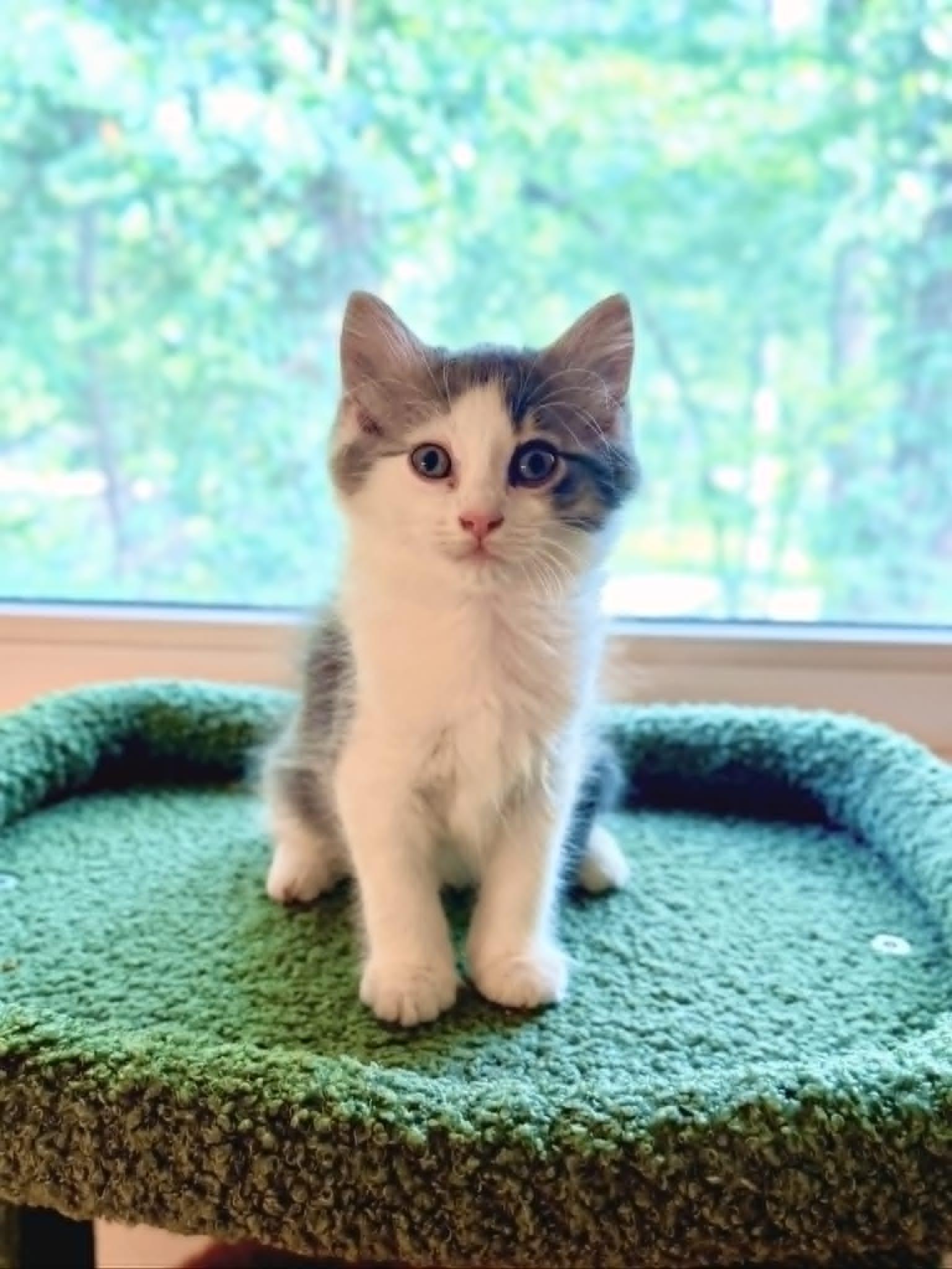 Cosmo, Adoptable, Kitten Male Domestic Long Hair.