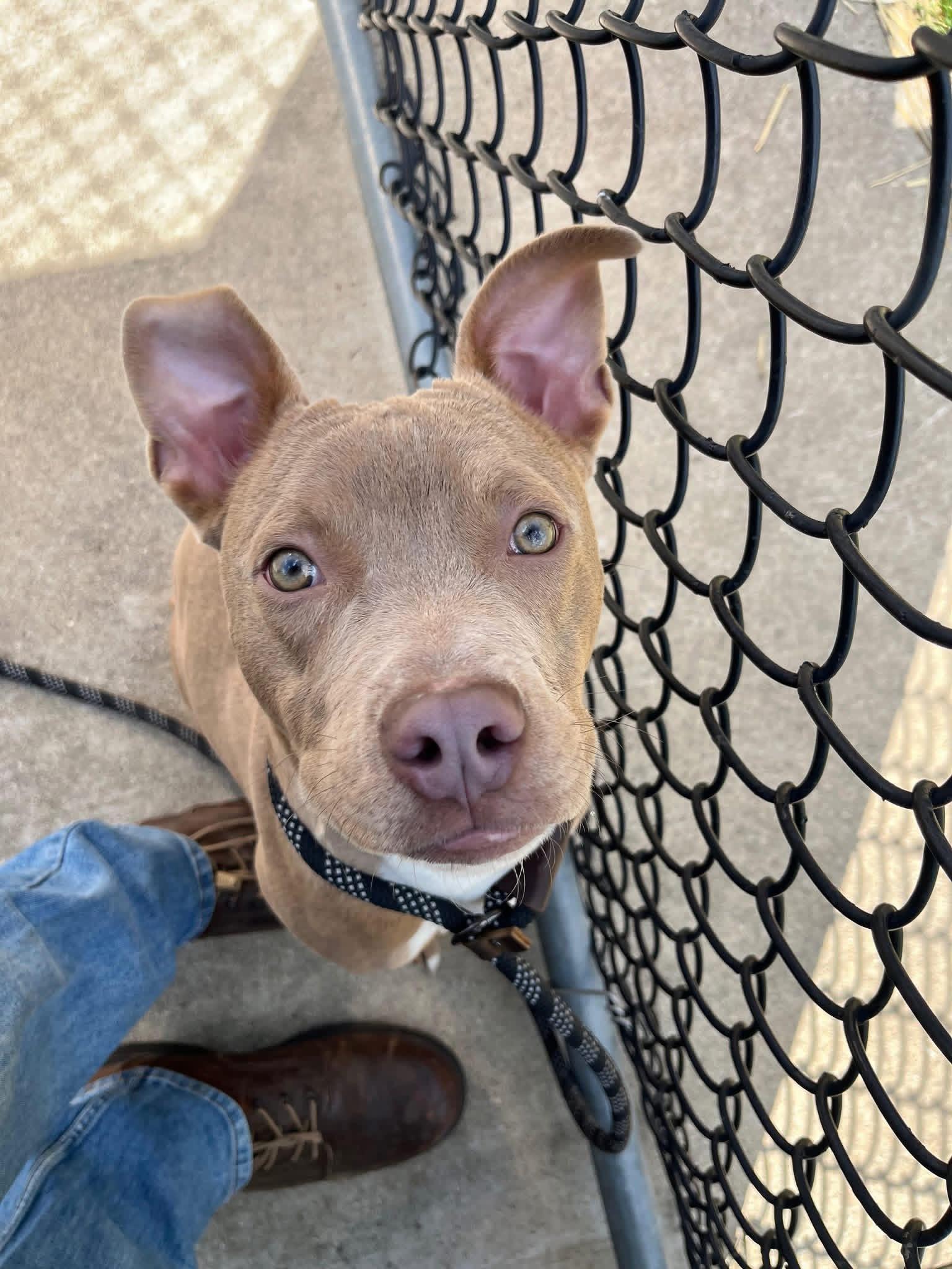 Enlarge Mouse Melon, a ADOPTABLE Pit Bull Terrier in Chicago, IL image 3/5