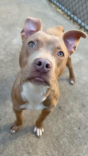 Enlarge Mouse Melon, a ADOPTABLE Pit Bull Terrier in Chicago, IL image 4/5