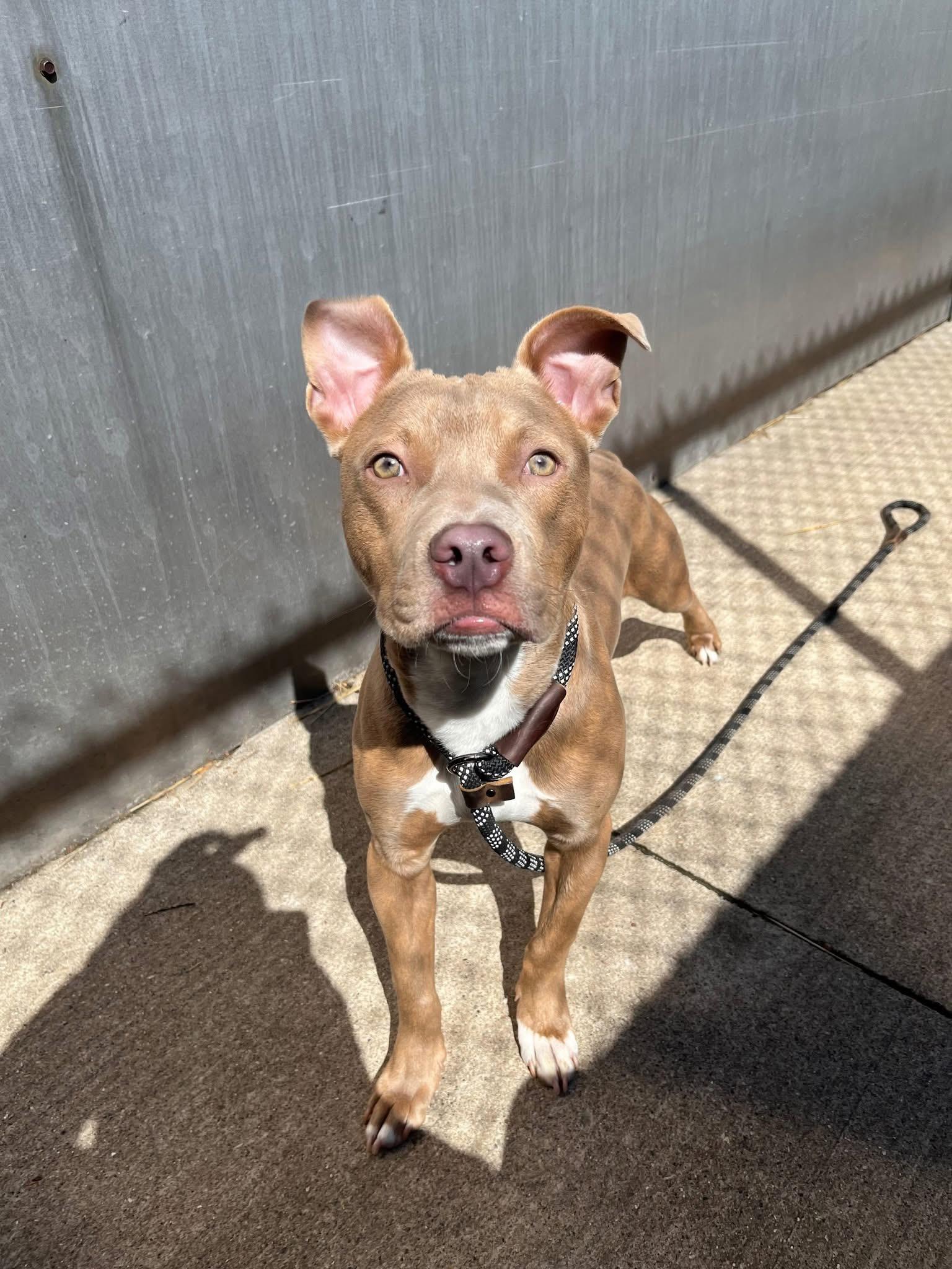 Enlarge Mouse Melon, a ADOPTABLE Pit Bull Terrier in Chicago, IL image 2/5