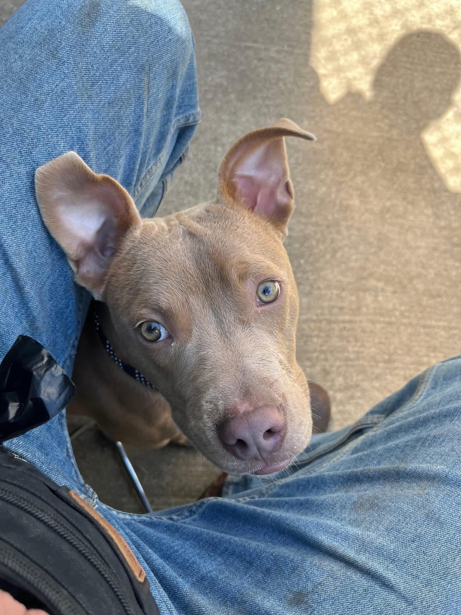 Mouse Melon, ADOPTABLE, Adult Male Pit Bull Terrier.