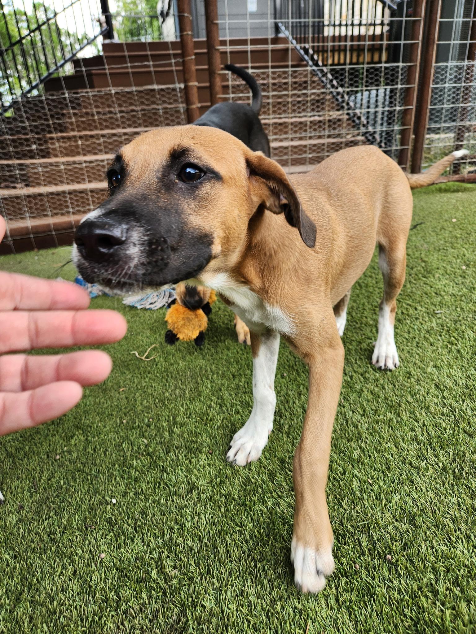 Darcy, an adoptable Mixed Breed in Wilsall, MT, 59086 | Photo Image 1