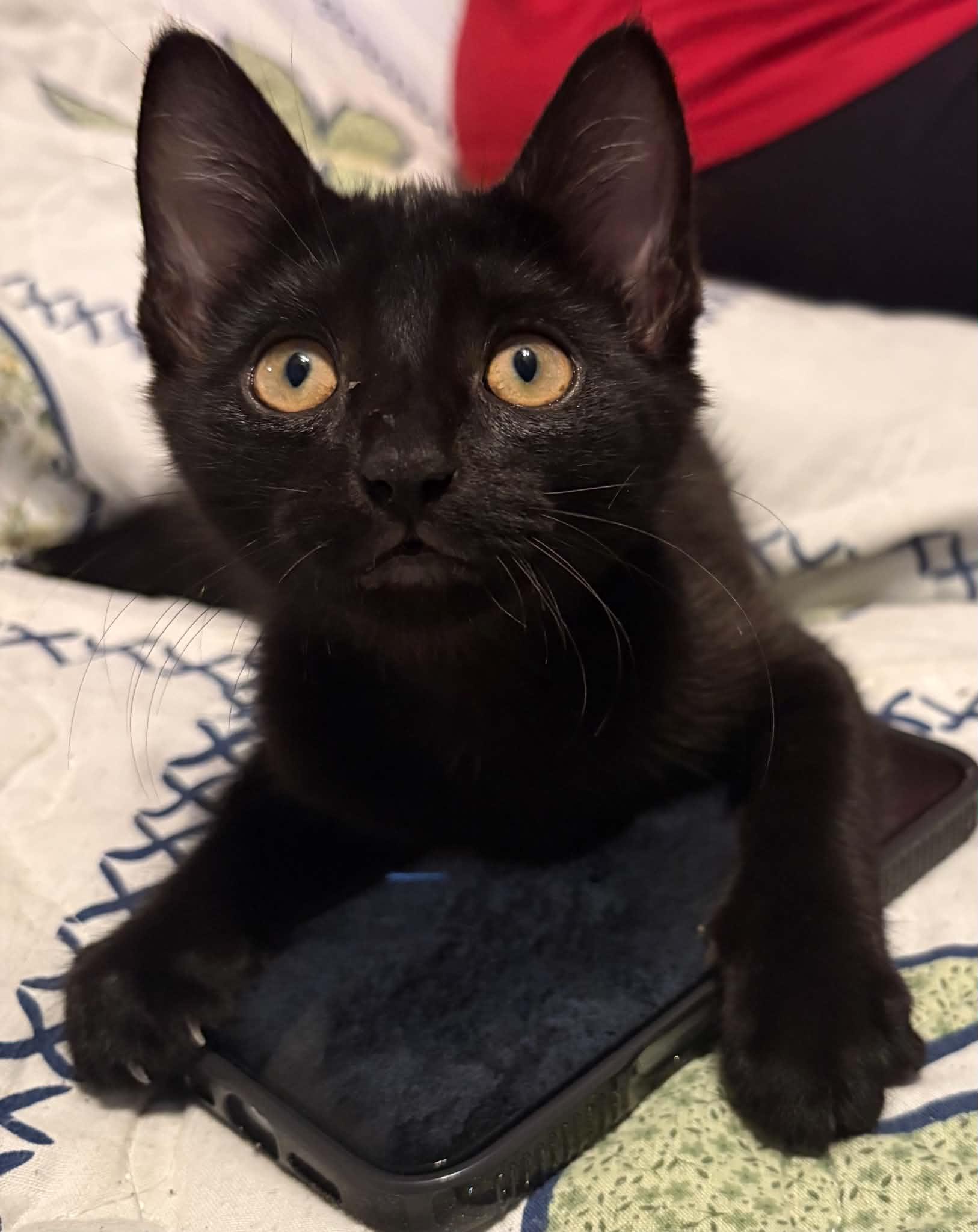 Enlarge Anya, a Adoptable Domestic Short Hair in Westfield, MA image 1/1