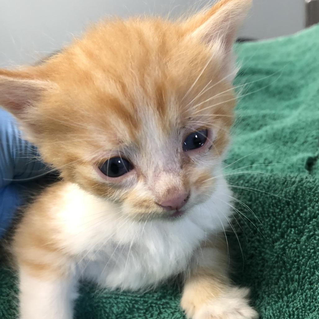 Enlarge Flame, a Adoptable Domestic Short Hair in Oak Park, IL image 1/1
