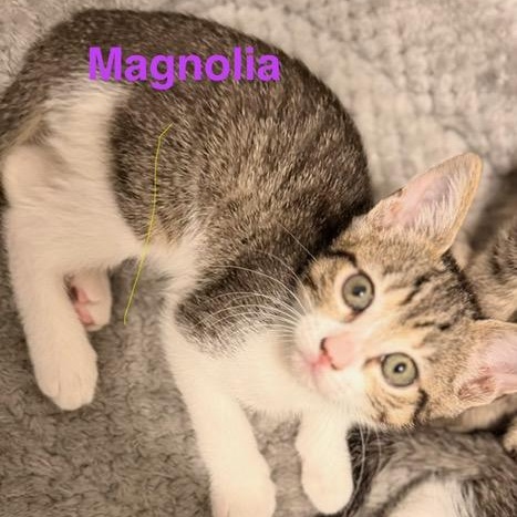 Enlarge Magnolia, an adopted Domestic Short Hair in Beaufort, SC image 1/1