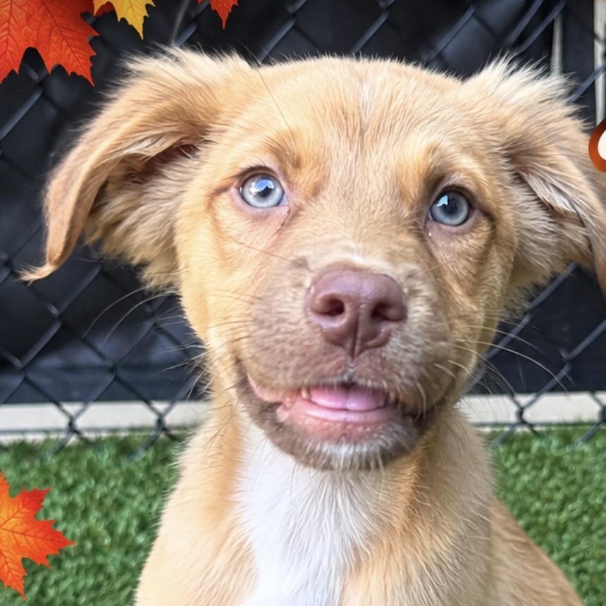 Fuego, Adoptable, Puppy Male Retriever.