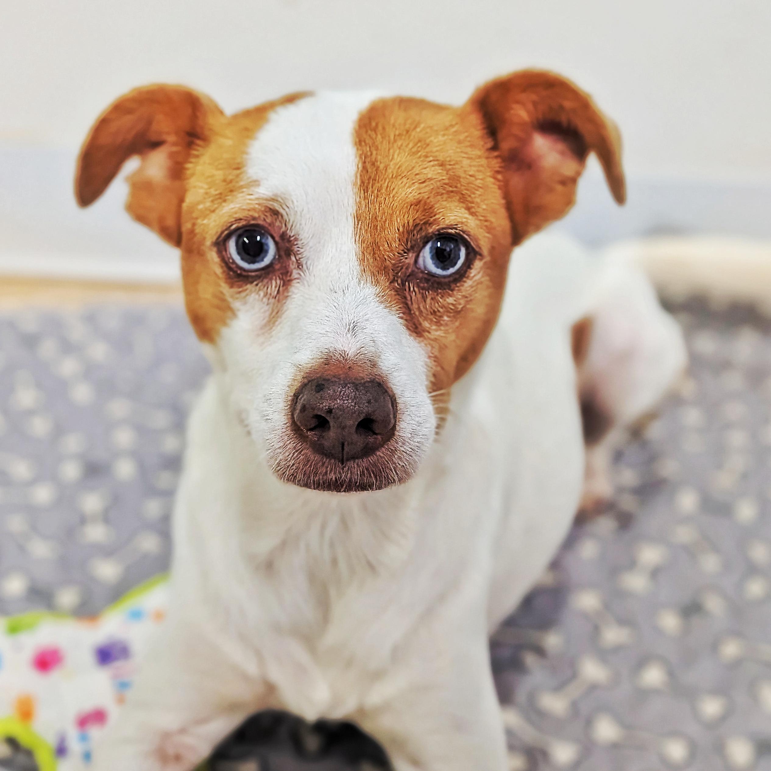 Buddy, Adoptable, Adult Male Jack Russell Terrier.