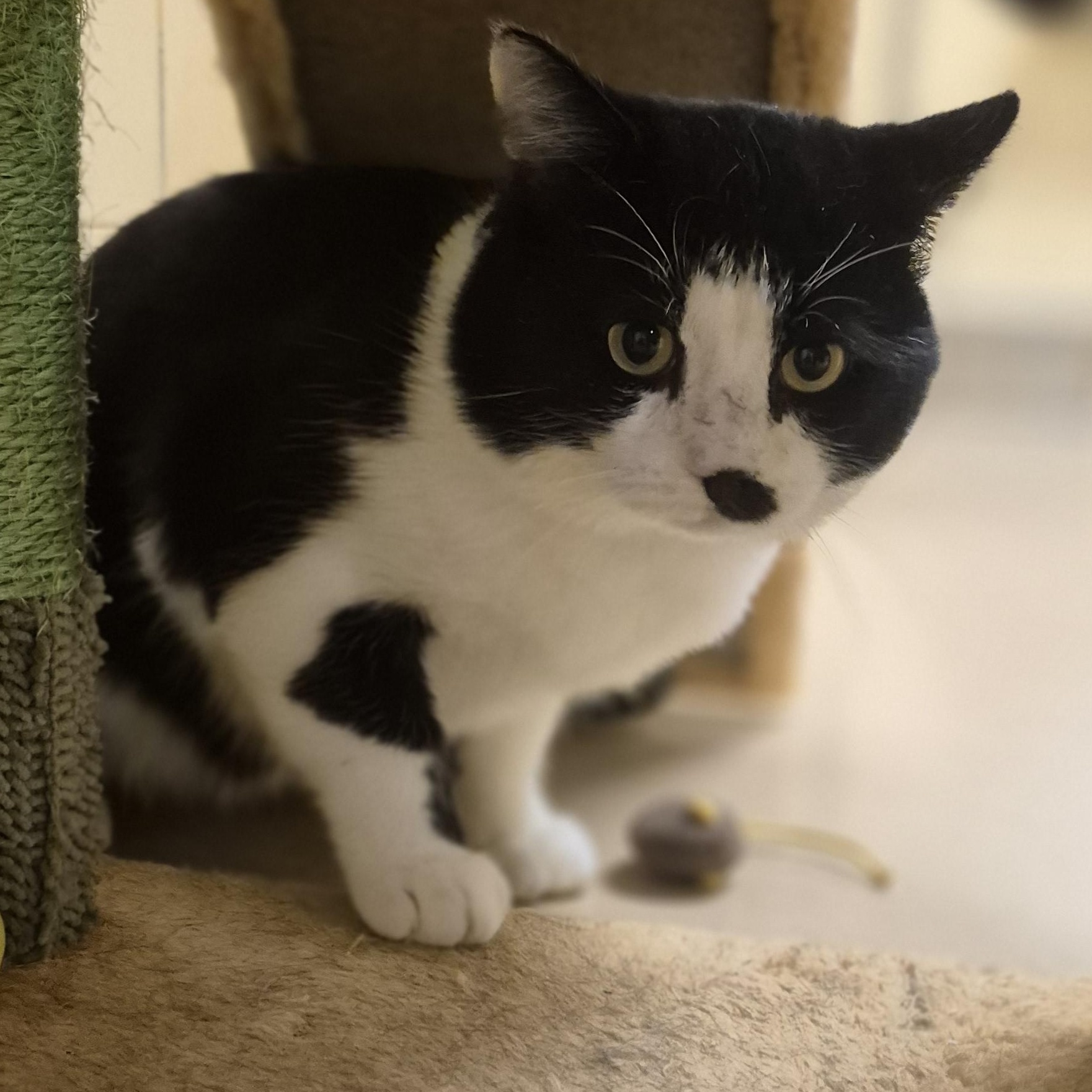 Enlarge Samson, a Adoptable Domestic Short Hair in Schertz, TX image 3/3