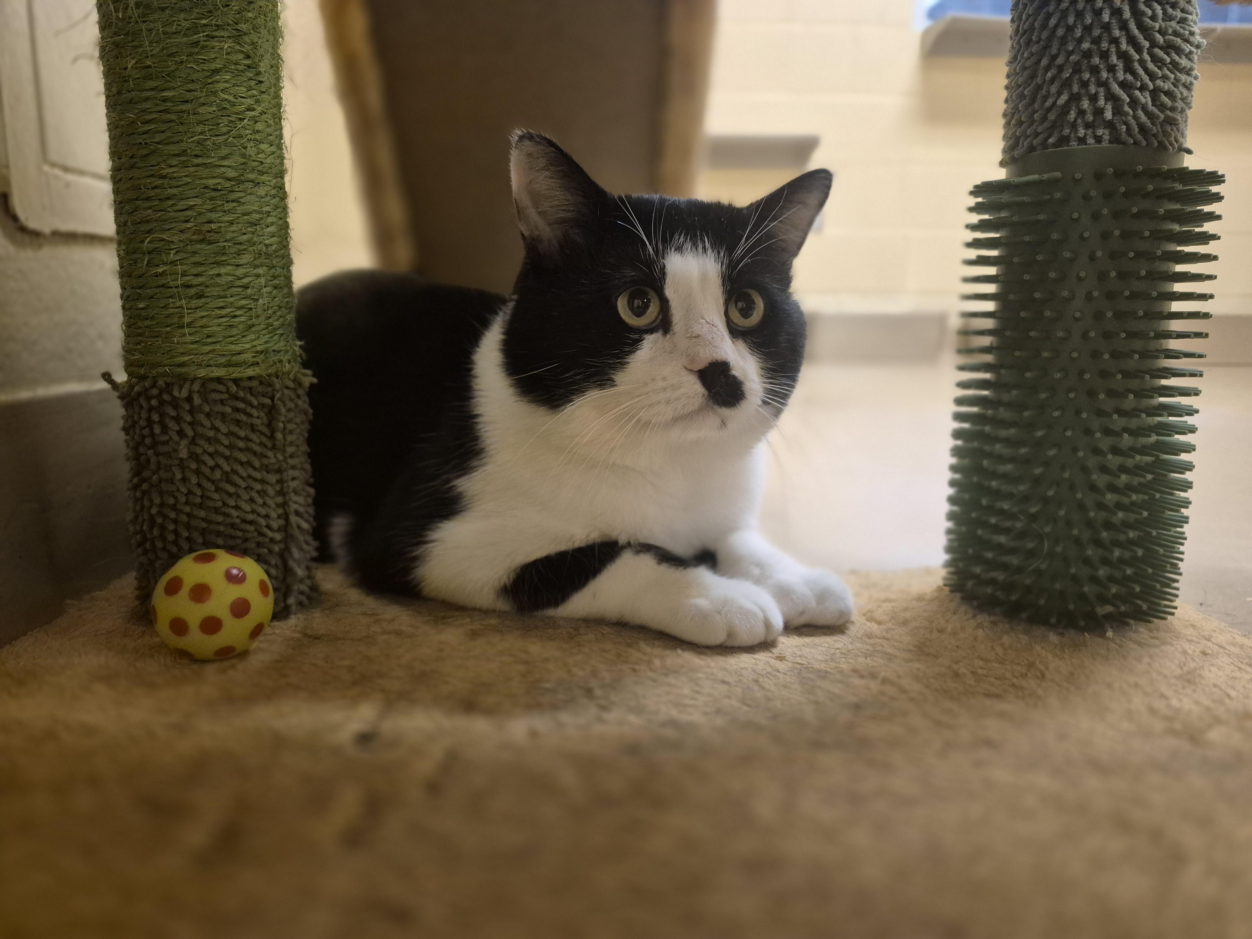 Samson, Adoptable, Adult Male Domestic Short Hair.