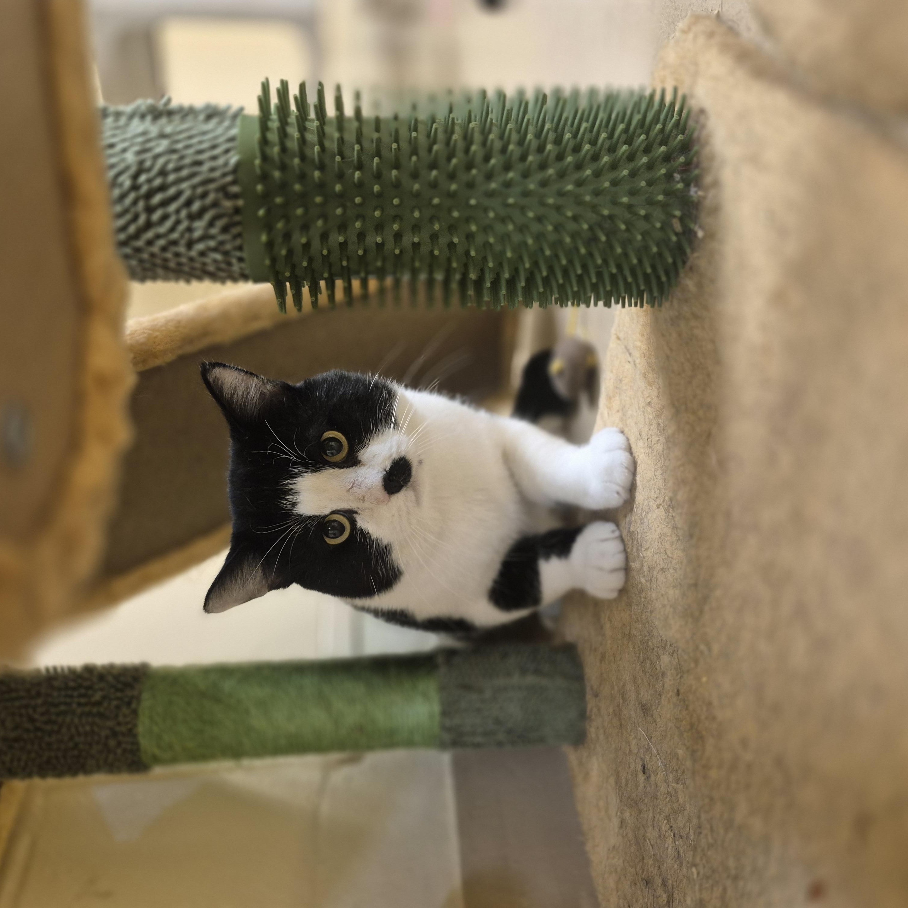 Enlarge Samson, a Adoptable Domestic Short Hair in Schertz, TX image 2/3