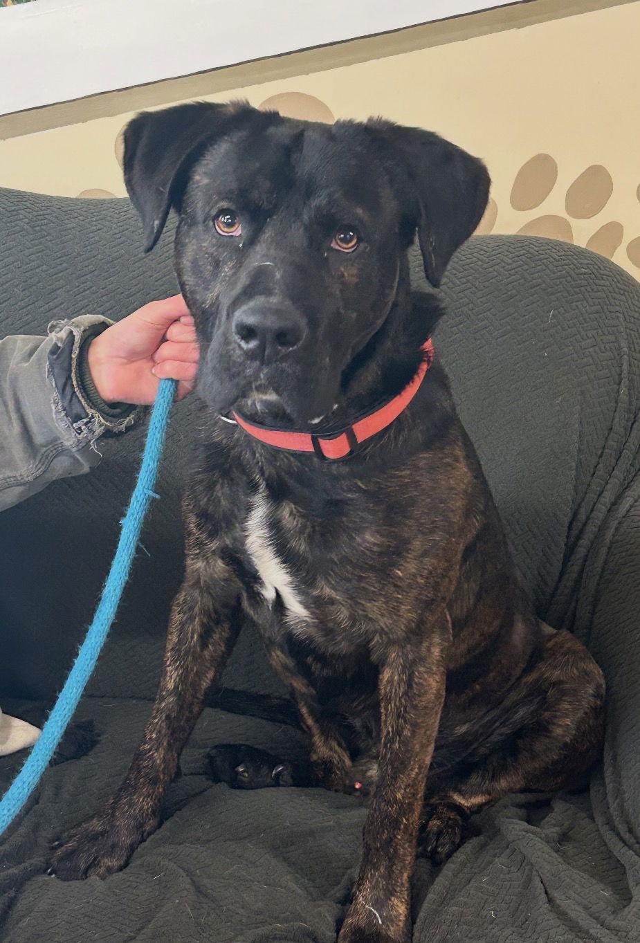 Enlarge Knox, a Adoptable mixed breed in Williamsburg, IA image 1/1