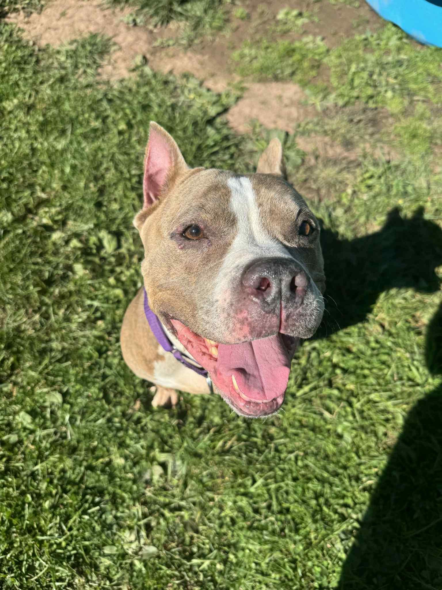 Boo Berry, Adoptable, Adult Female Terrier.