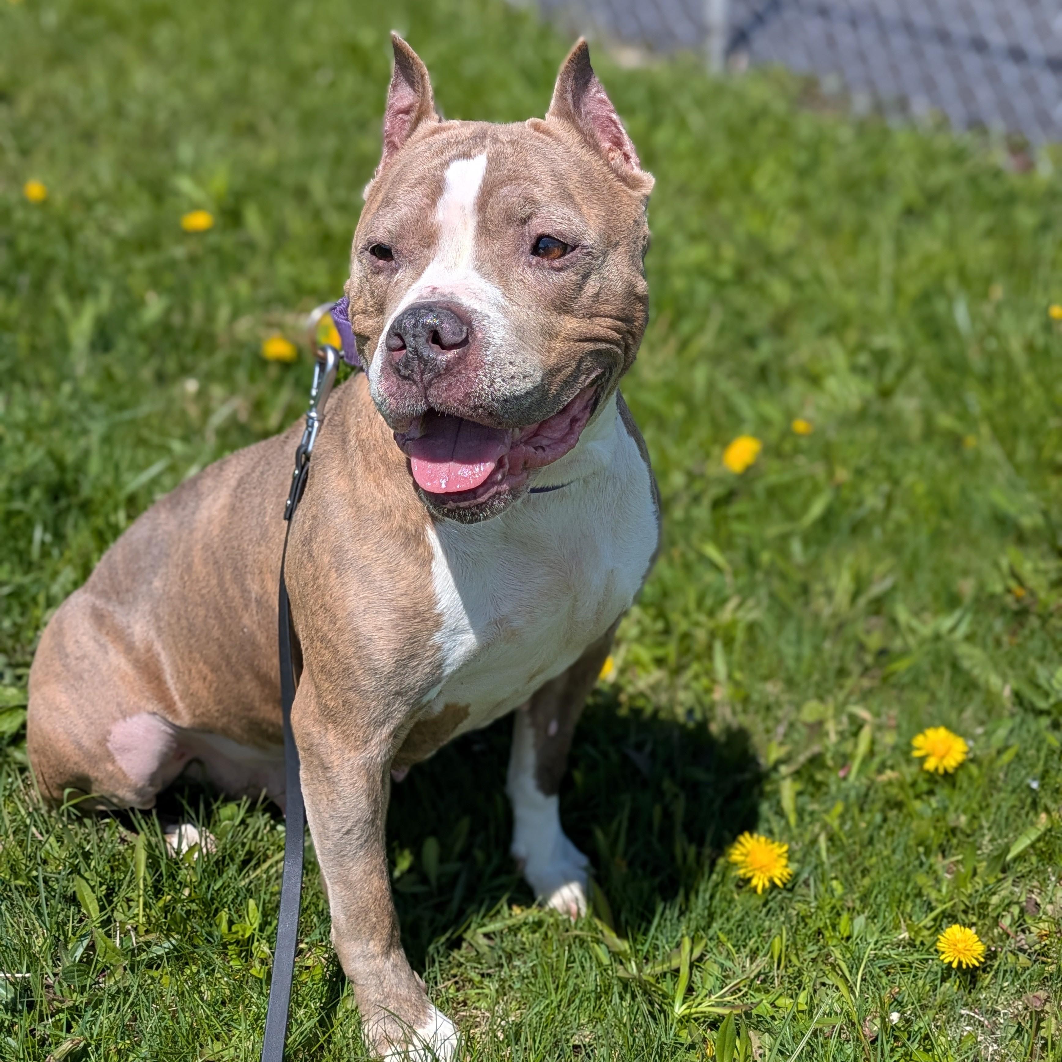 Boo Berry, a Adoptable mixed breed in Syracuse, NY image 2/3
