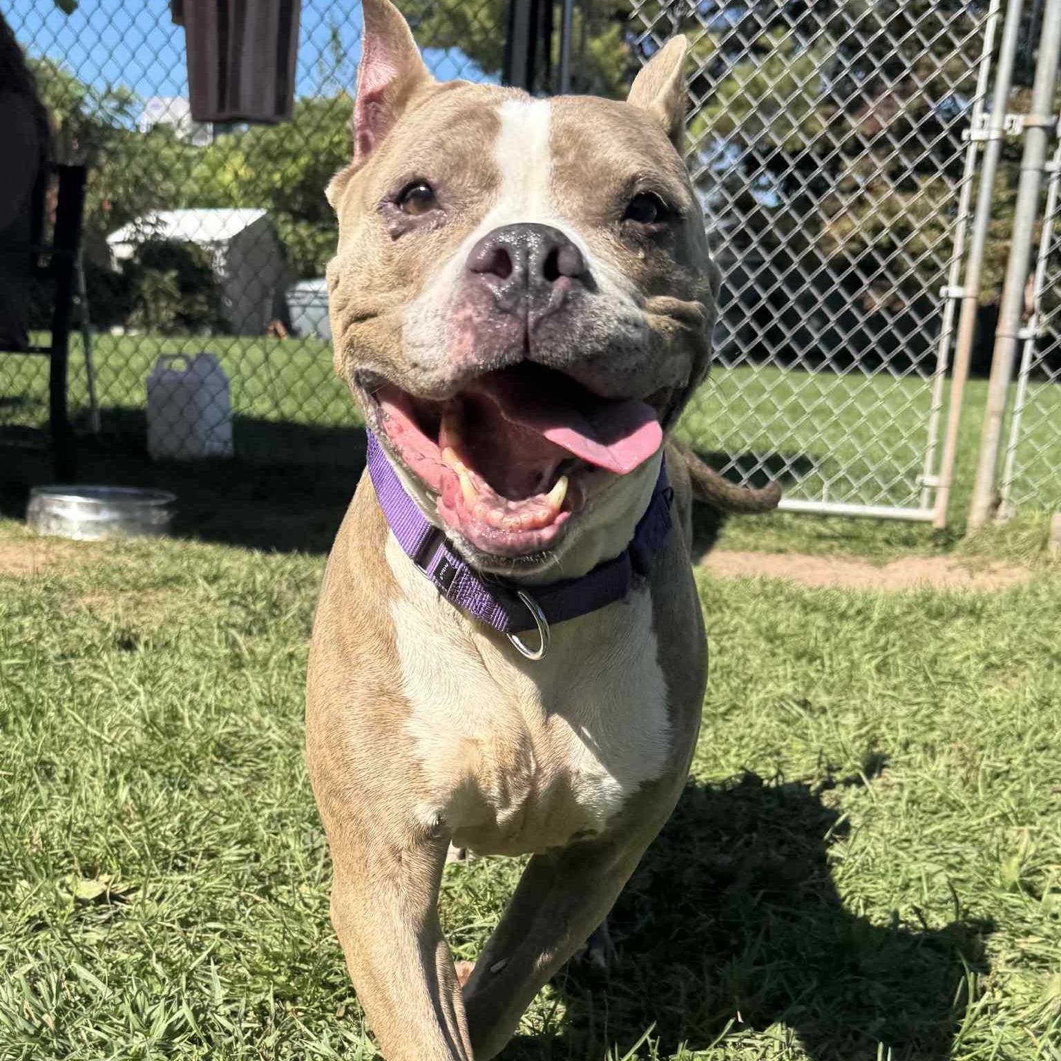 Boo Berry, Adoptable, Adult Female Terrier.