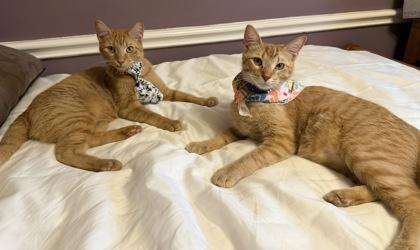 Taco, Adoptable, Kitten Male Domestic Short Hair & Domestic Short Hair.