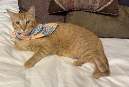 Taco, Adoptable, Kitten Male Domestic Short Hair & Domestic Short Hair.