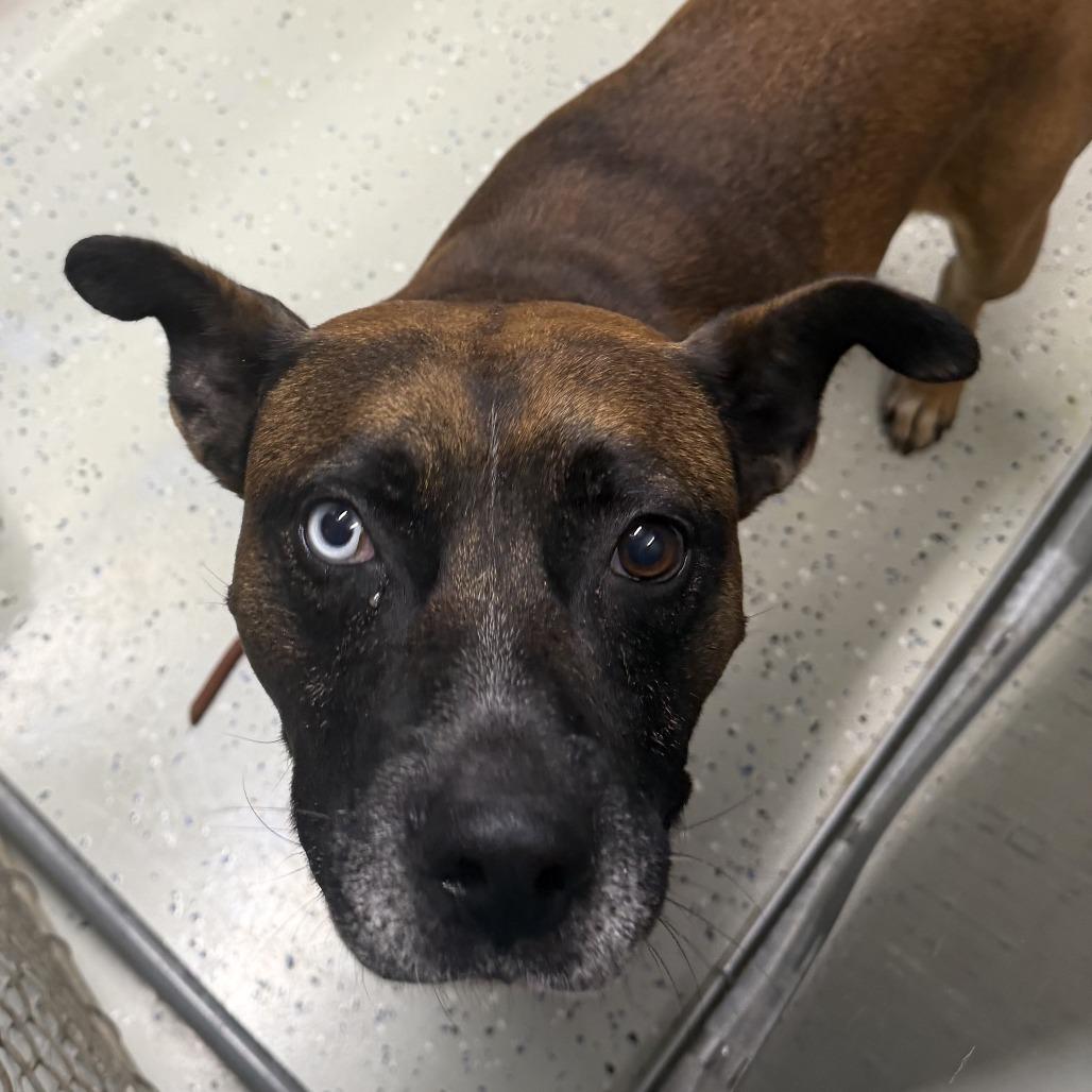Hitch, ADOPTABLE, Adult • Male, Terrier & American Staffordshire Terrier.